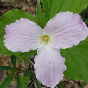 Meet your Posher, Judy